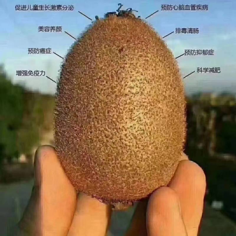 猕猴桃