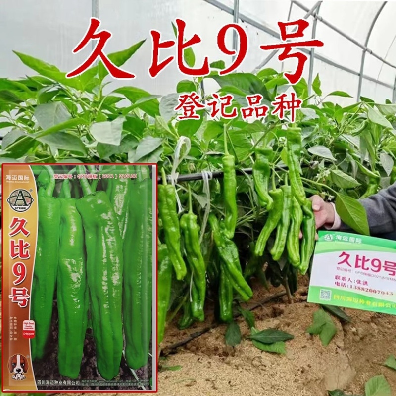 海迈久比9号薄皮椒种子品种种子杂交一代青皮椒种子