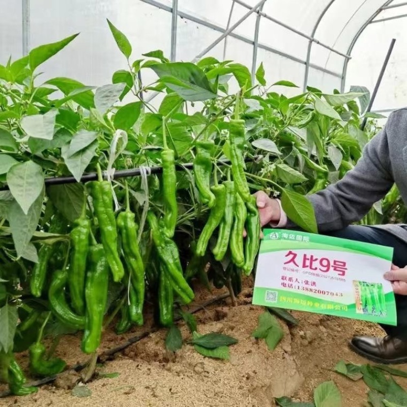 海迈久比9号薄皮椒种子品种种子杂交一代青皮椒种子
