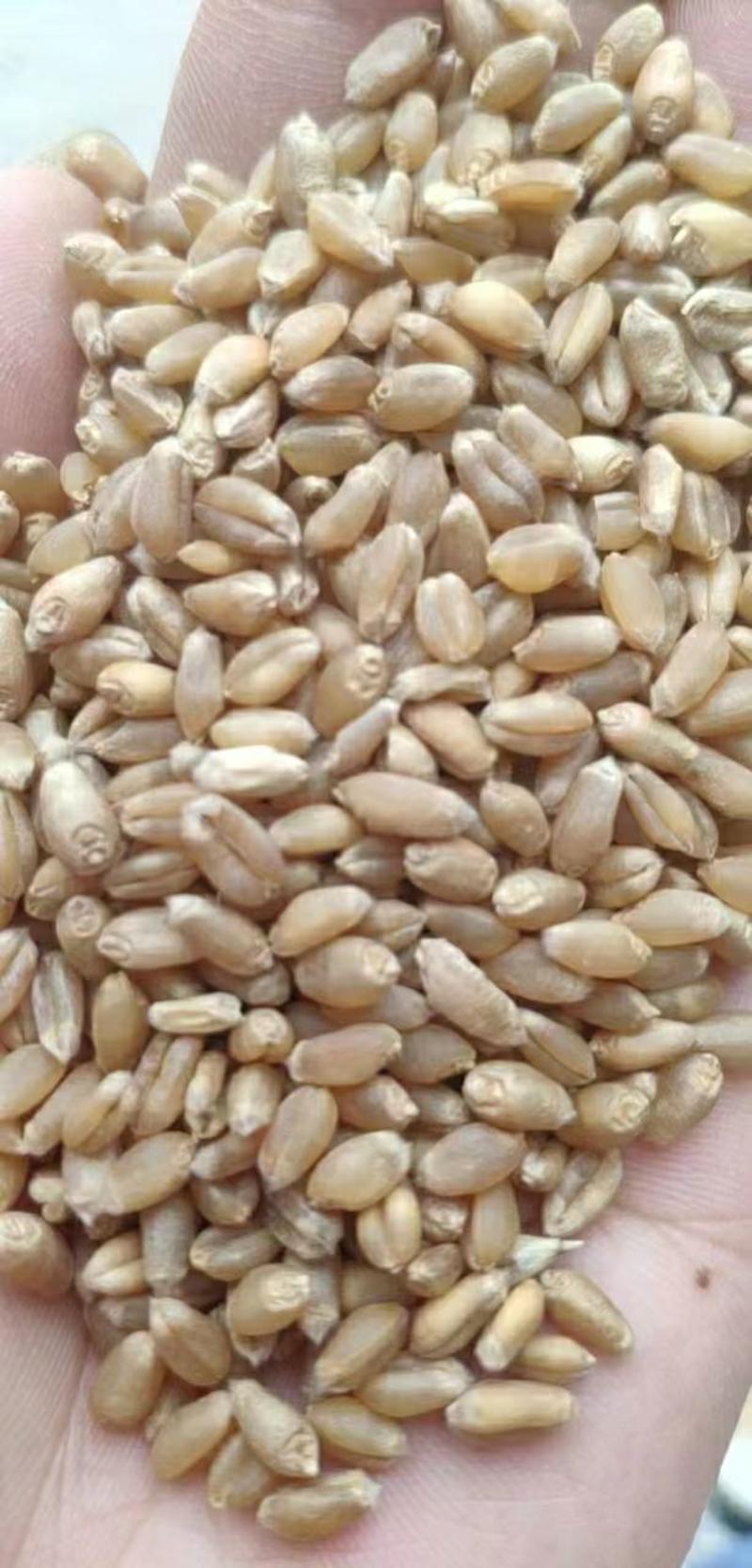 小麦湖北襄阳新小麦，直购直销，物美价廉，产地直发。