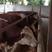 西门塔尔牛价格肉牛犊养殖基地
