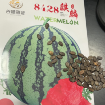 8428麒麟西瓜品种，大红瓤，抗裂，抗水晶瓜