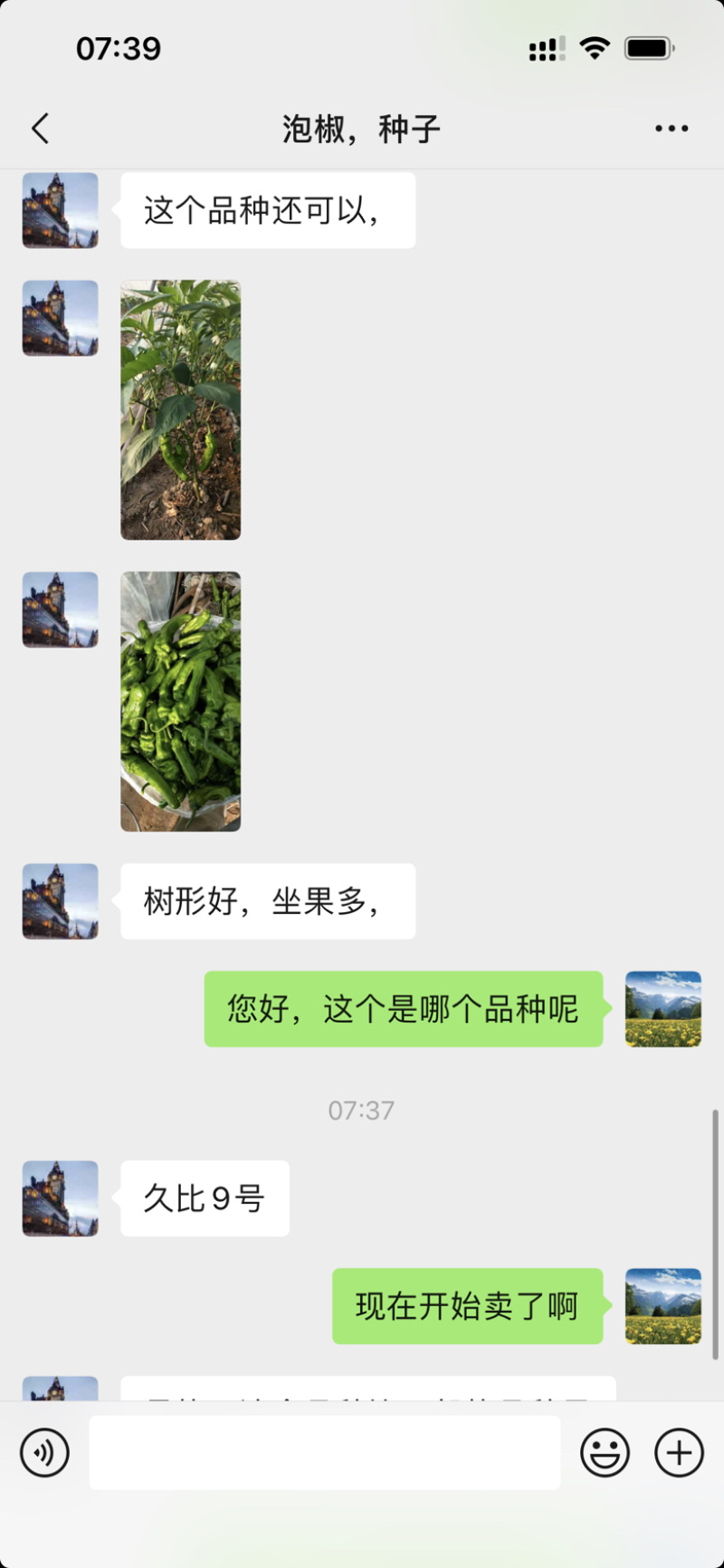 海迈久比9号薄皮椒种子品种种子杂交一代青皮椒种子