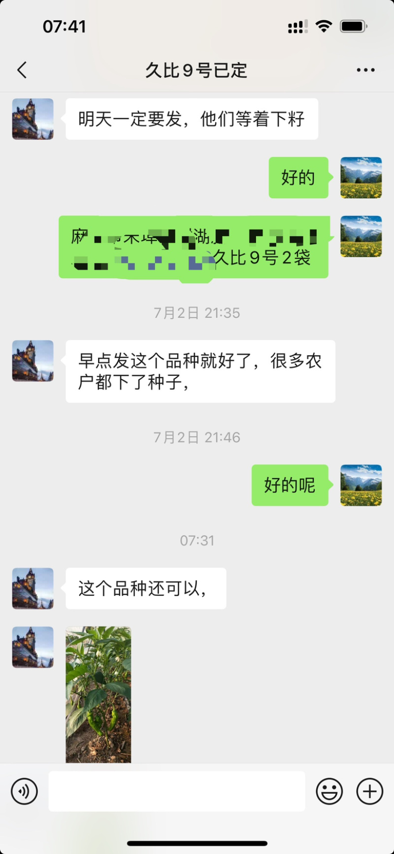 海迈久比9号薄皮椒种子品种种子杂交一代青皮椒种子