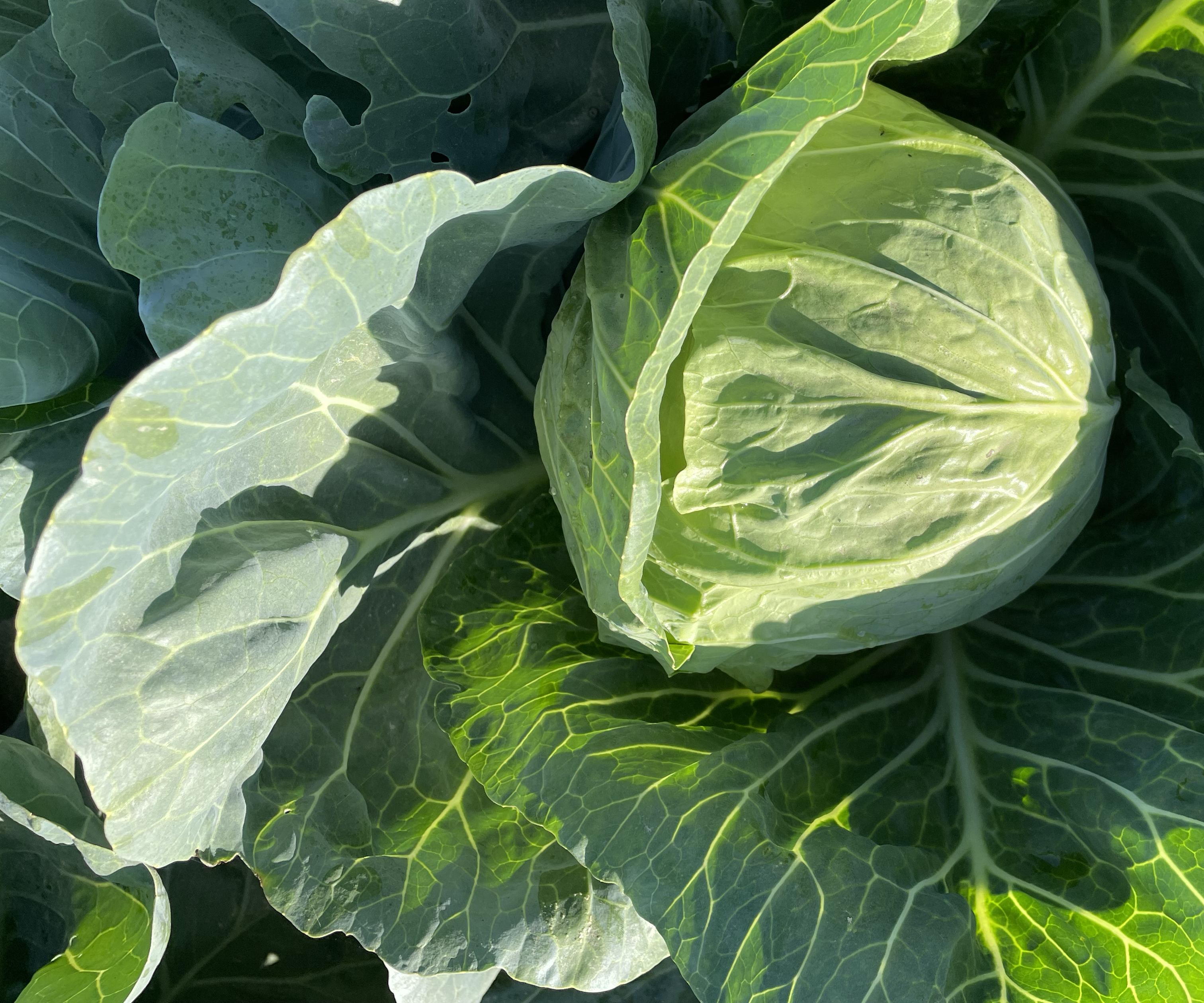 羽衣甘蓝植物特写