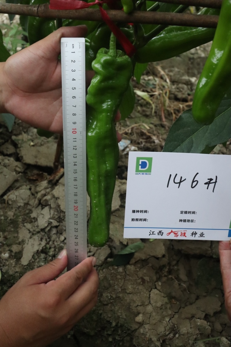 大家族薄优146薄皮椒种子泡椒种子杂交一代品种种子