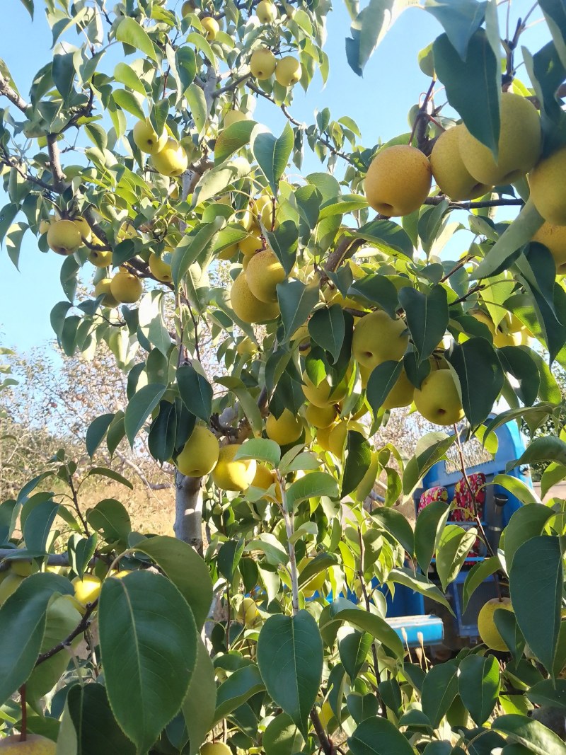绥中大白梨