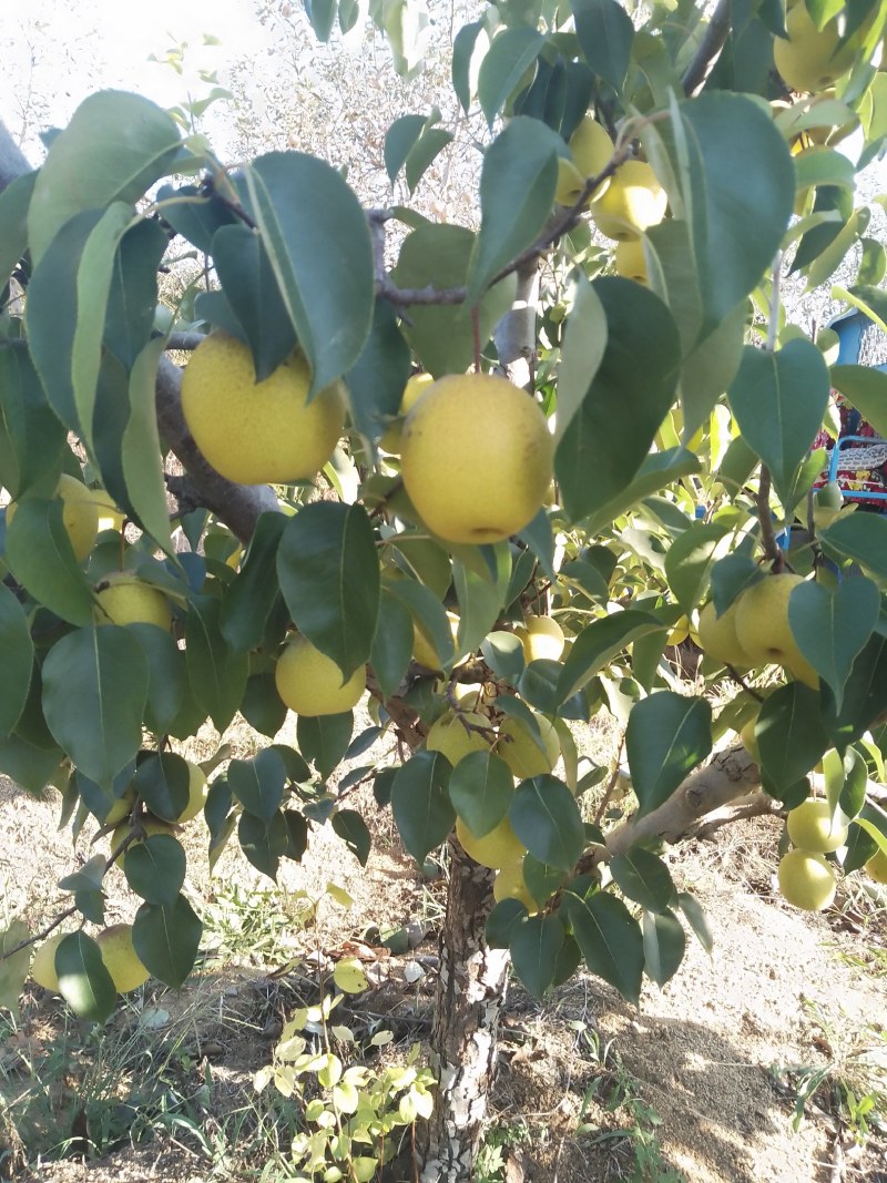 绥中大白梨