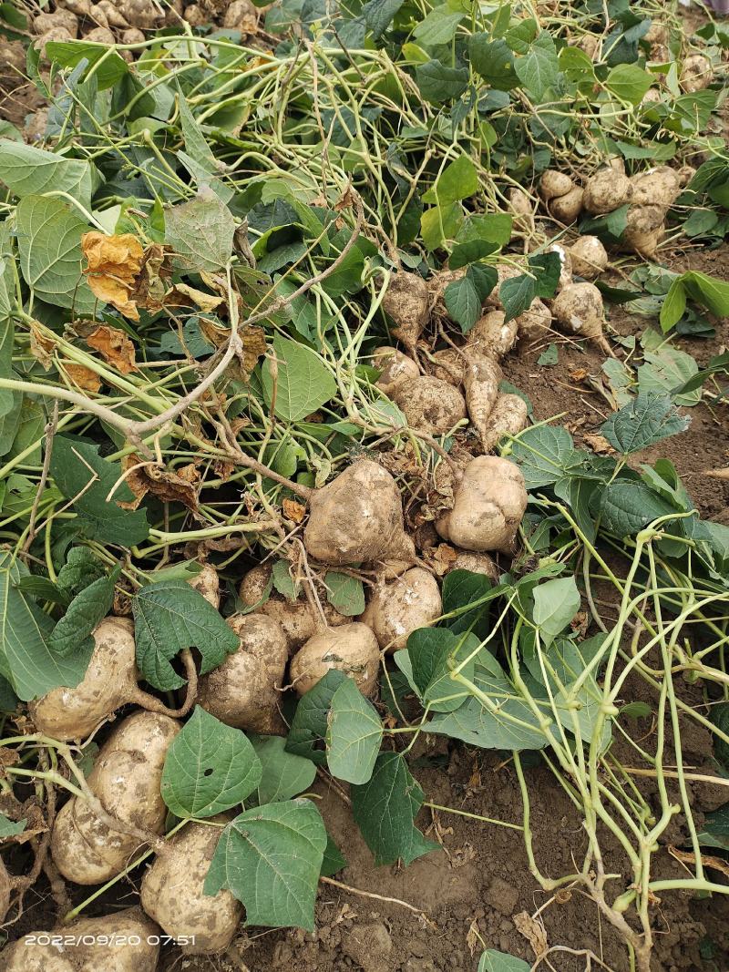 湖北精品地瓜凉薯豆薯大量上市价格美丽