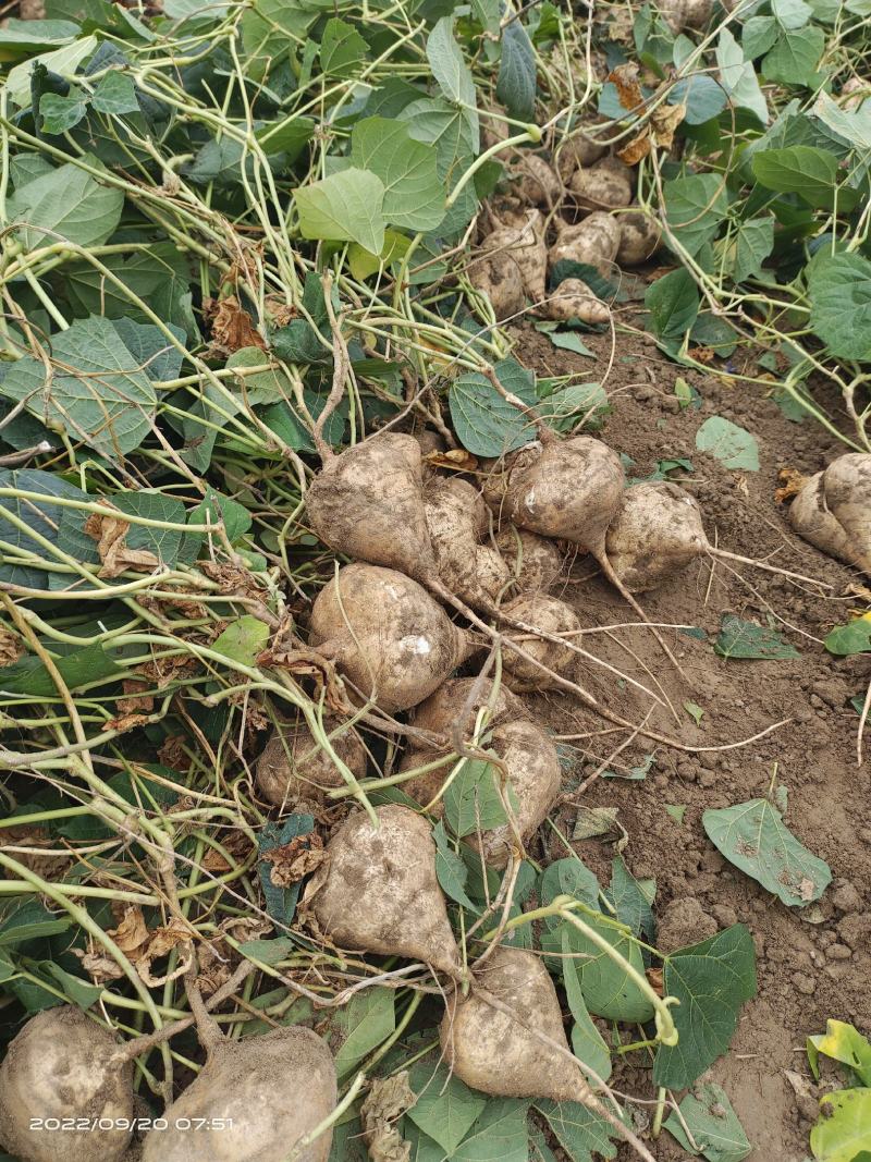 湖北精品地瓜凉薯豆薯大量上市价格美丽