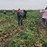 湖北精品地瓜凉薯豆薯大量上市价格美丽