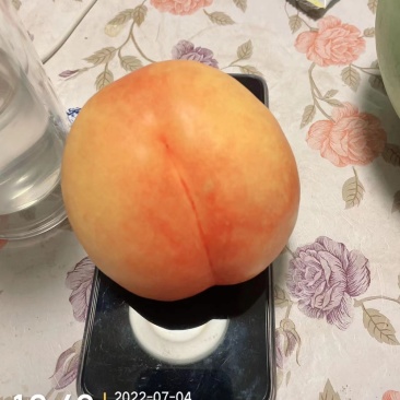 新品种桃树苗