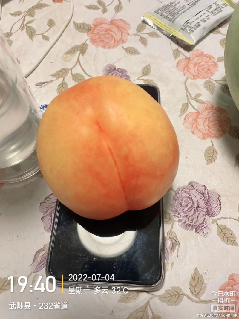 新品种桃树苗