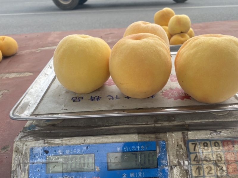 新品种桃树苗