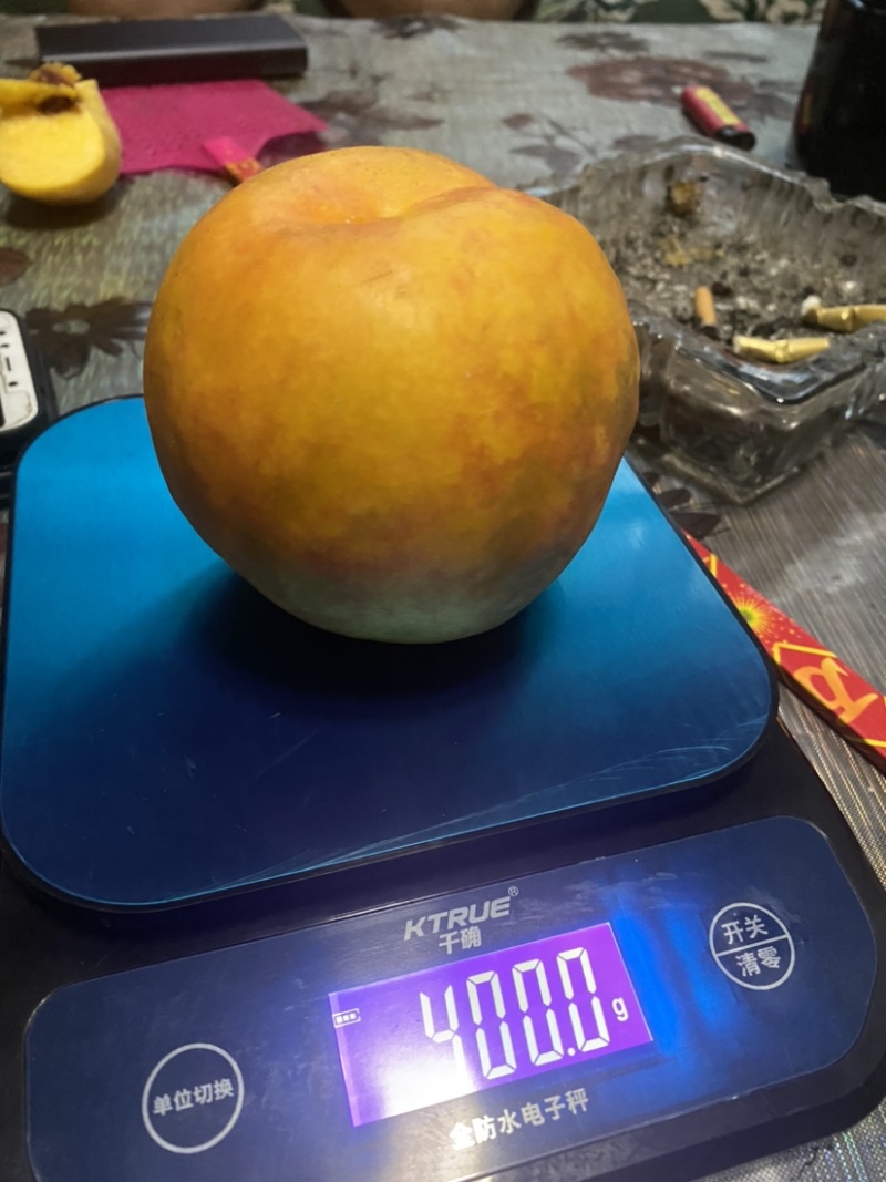 新品种桃树苗