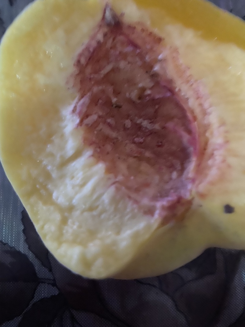 新品种桃树苗