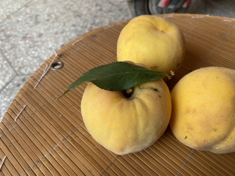 新品种桃树苗