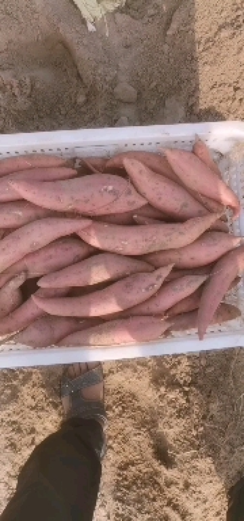 红薯