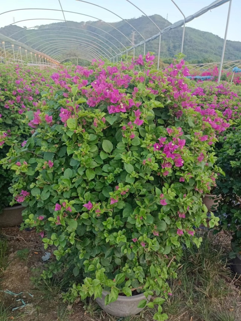 三角梅球小叶紫三角梅紫色花福建漳州基地提供视频看货