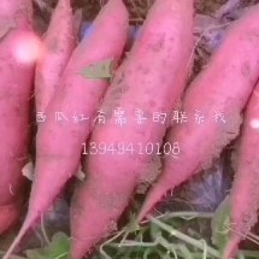红薯