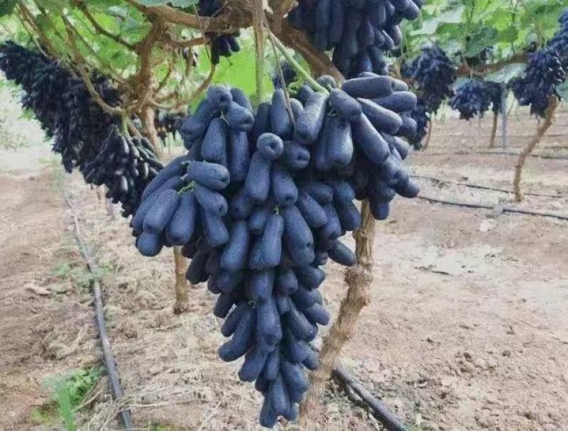 蓝宝石