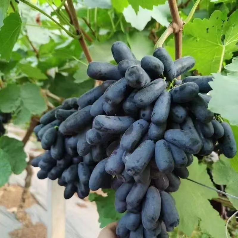 蓝宝石