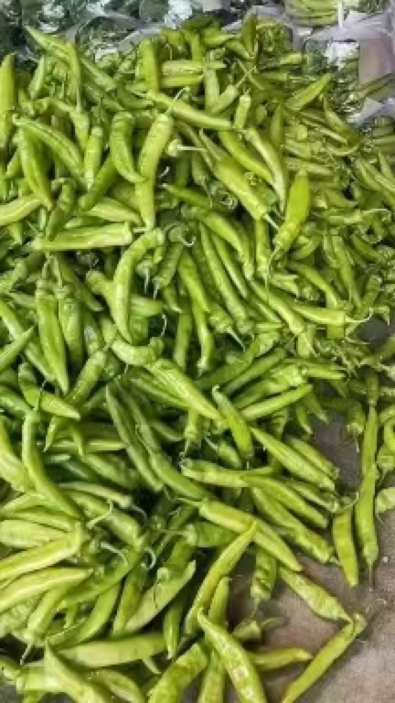 【推荐】青椒大量上市货源稳定长期供应价格公道