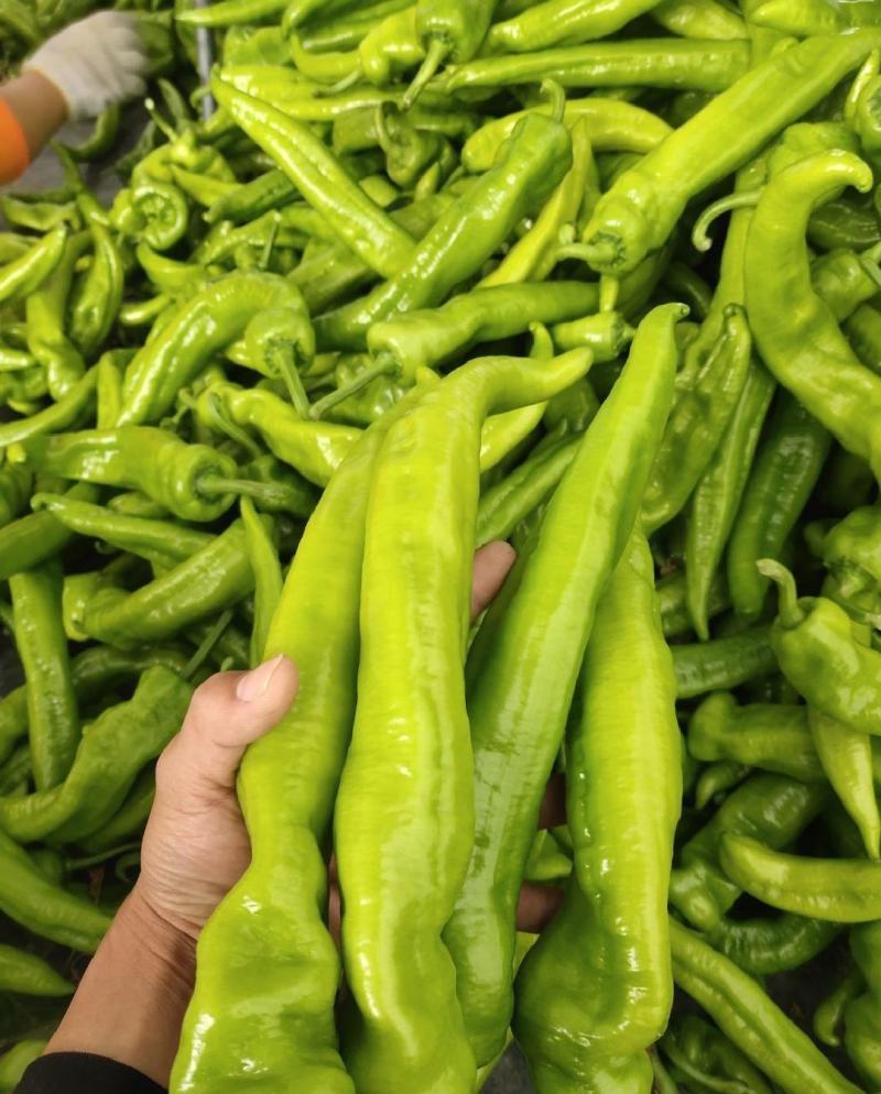 【推荐】青椒大量上市货源稳定长期供应价格公道