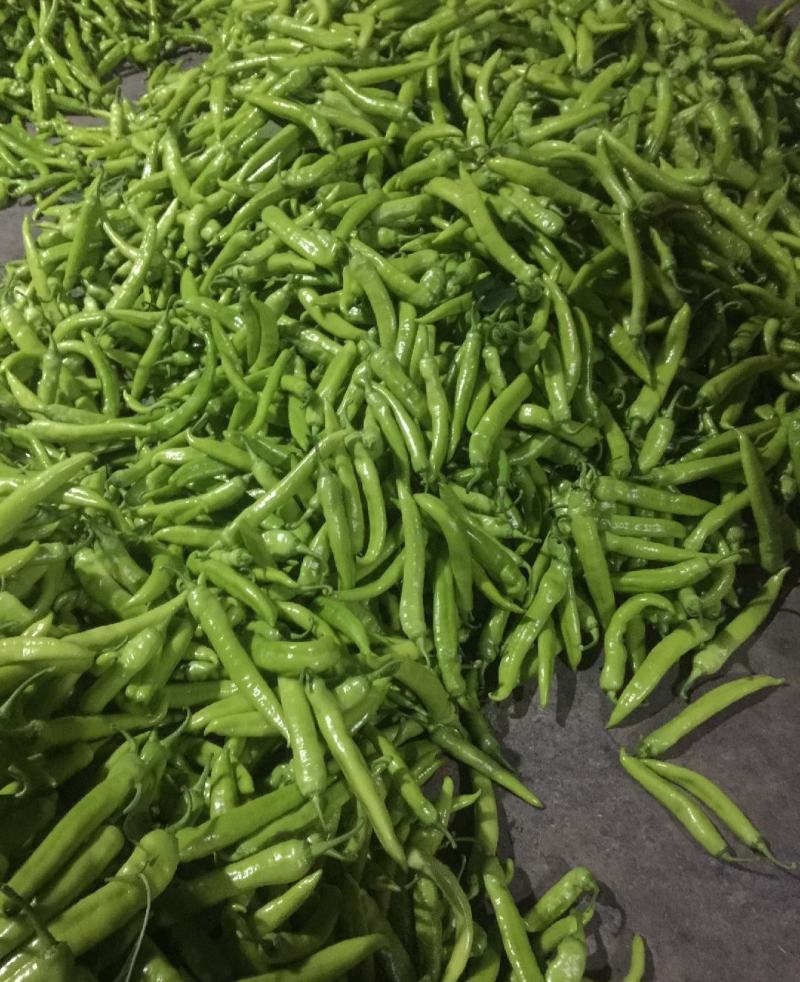 【推荐】青椒大量上市货源稳定长期供应价格公道