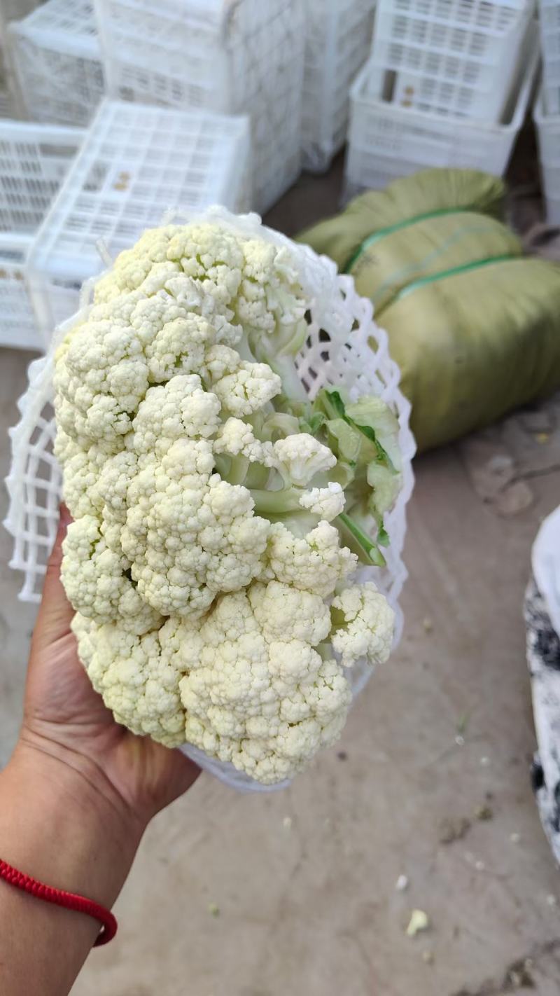 散花，实花，有机花量上市中，产地直供，品质好，价格优。