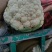 散花，实花，有机花量上市中，产地直供，品质好，价格优。