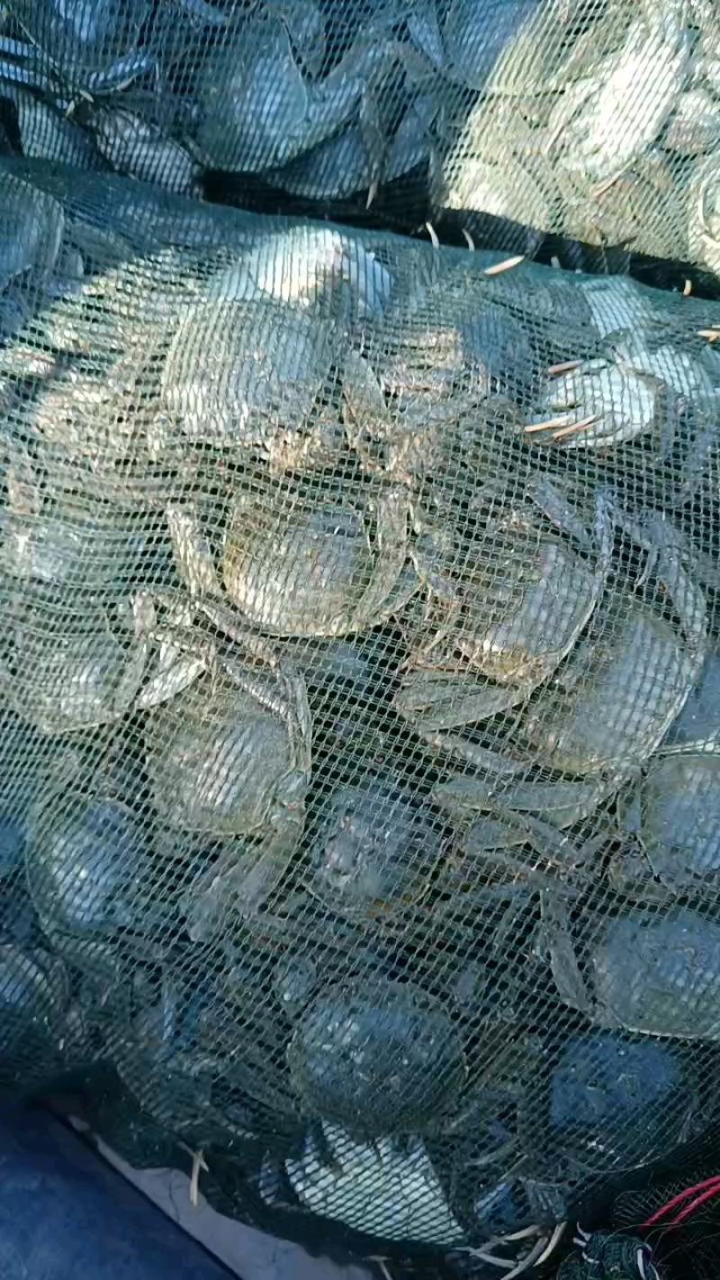 河蟹批发，大小都有，黄满膏肥，价格便宜，