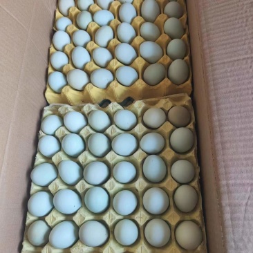 山东绿壳蛋480枚/箱产地货源/供应市场电商/量大谈价