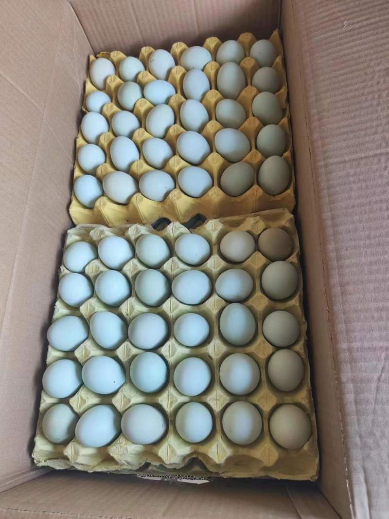 山东绿壳蛋480枚/箱产地货源/供应市场电商/量大谈价