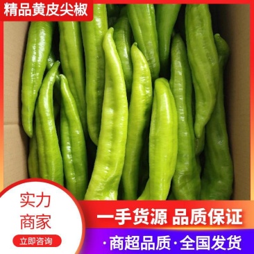 鲜辣椒优质尖椒✔品质优良✔货源稳定🔥价格公道