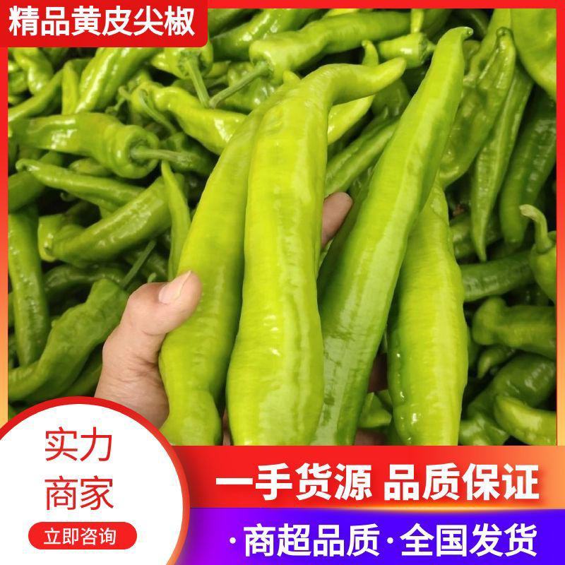 【推荐】青椒大量上市货源稳定长期供应价格公道