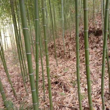 钢竹::::::::::::::::::