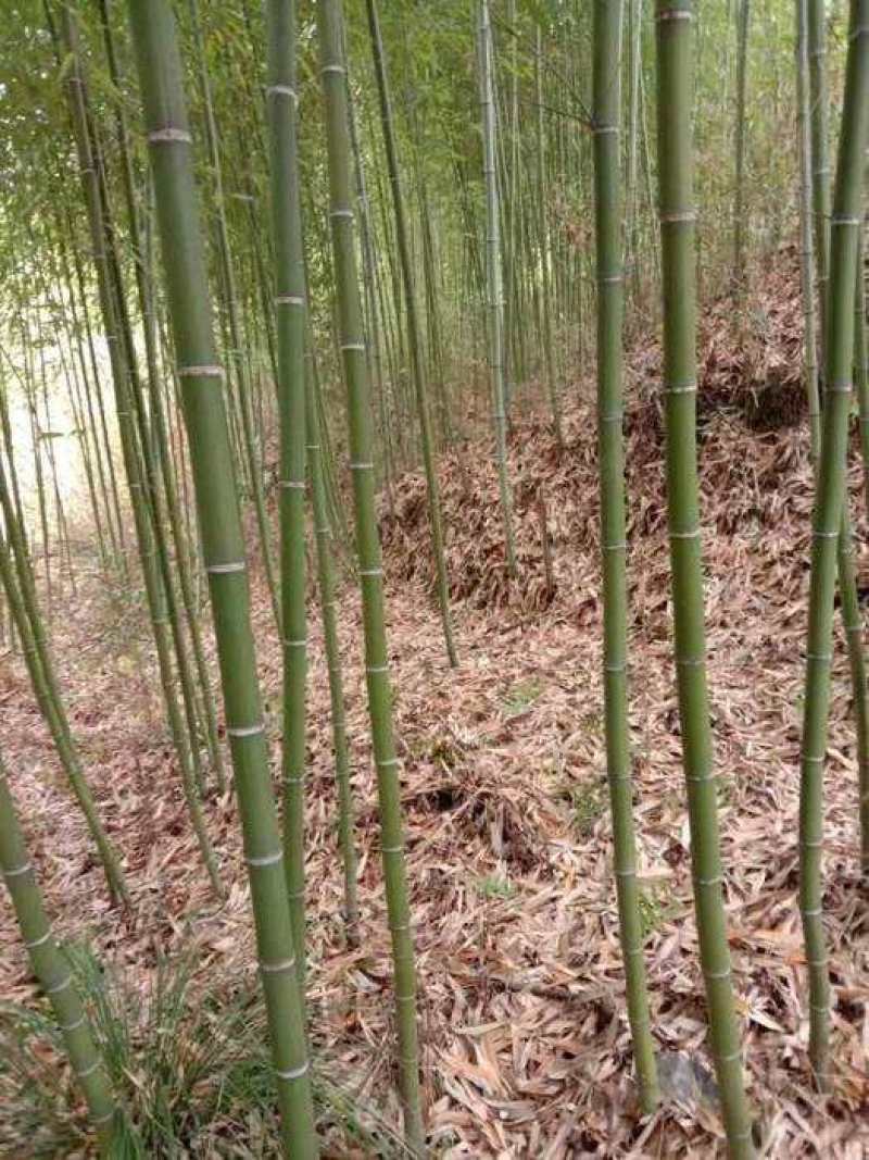 钢竹::::::::::::::::::