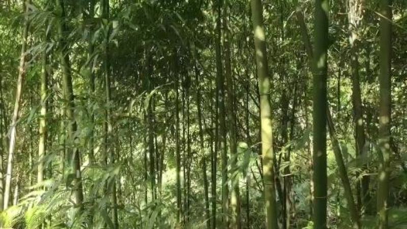 钢竹::::::::::::::::::