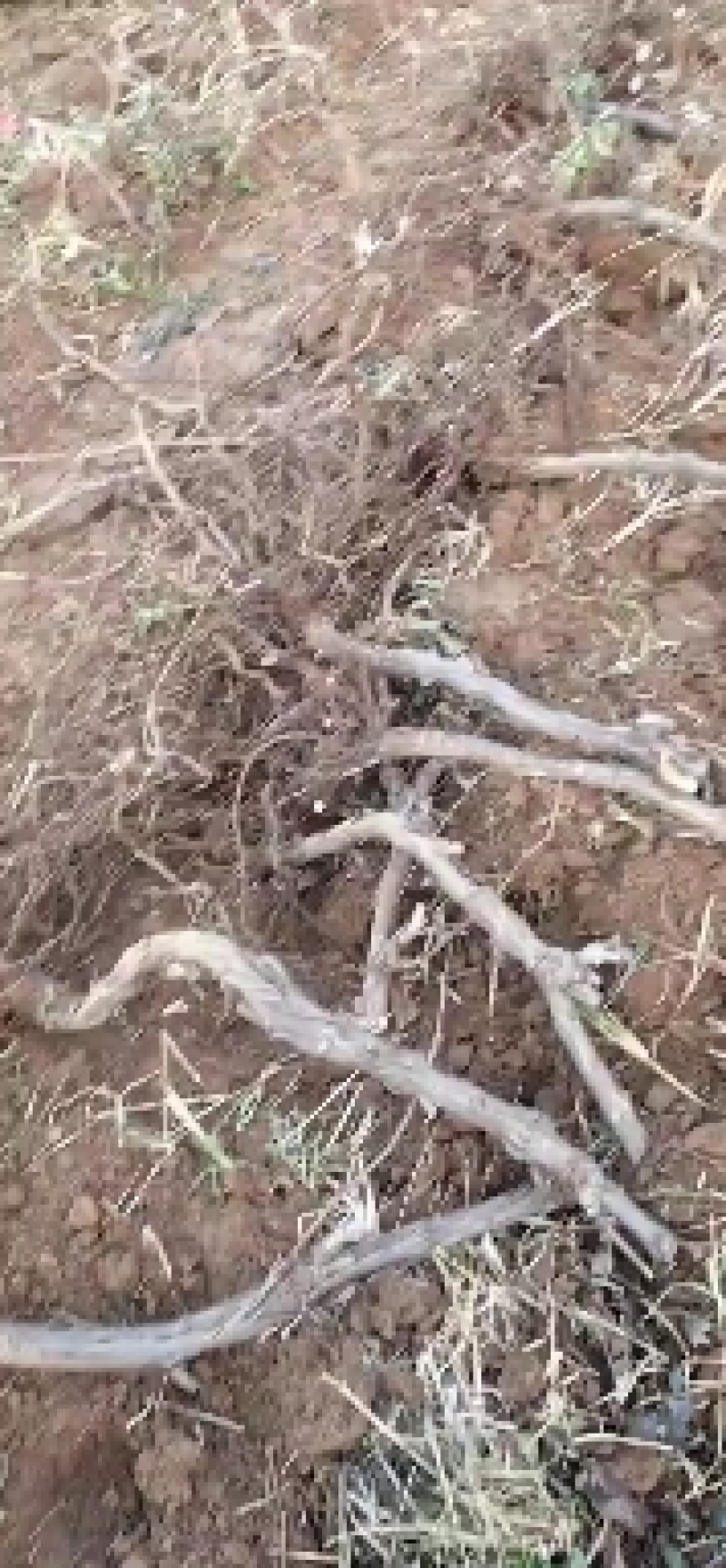 占地葡萄树