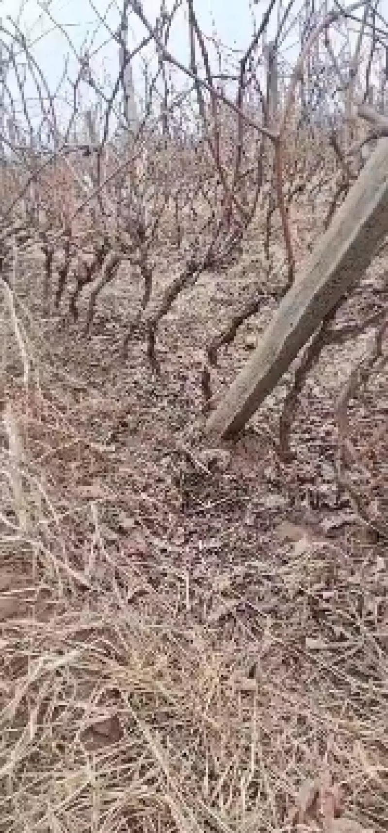 占地葡萄树
