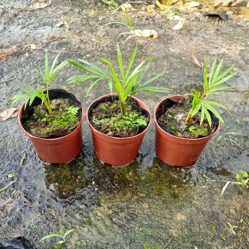 110#红茎椰子小盆栽一件35盆庭院观赏植物