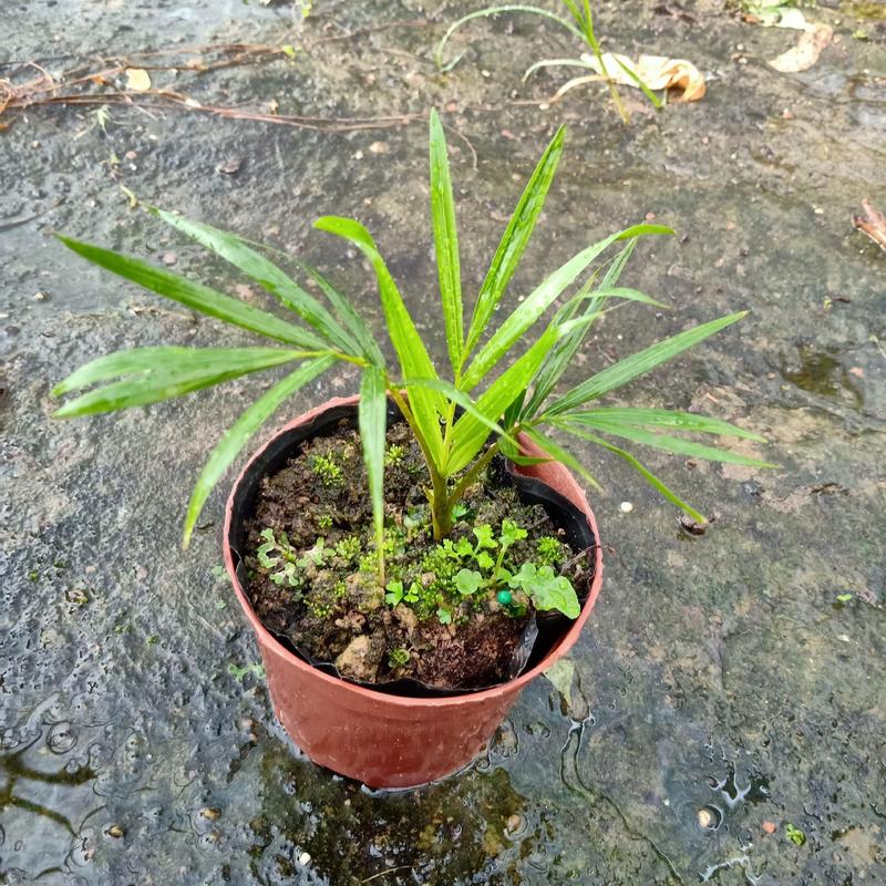 110#红茎椰子小盆栽一件35盆庭院观赏植物