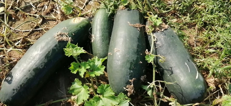 苍山冬瓜种植基地航拍图