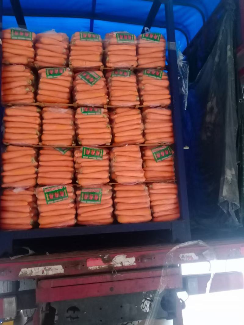 开封精品水洗胡萝卜，中条，小条开封产地直发，诚信经营，