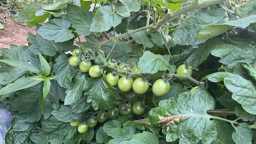 千禧圣女果成熟植株展示其果实颜色与叶片形态 千禧圣女果植株与果实