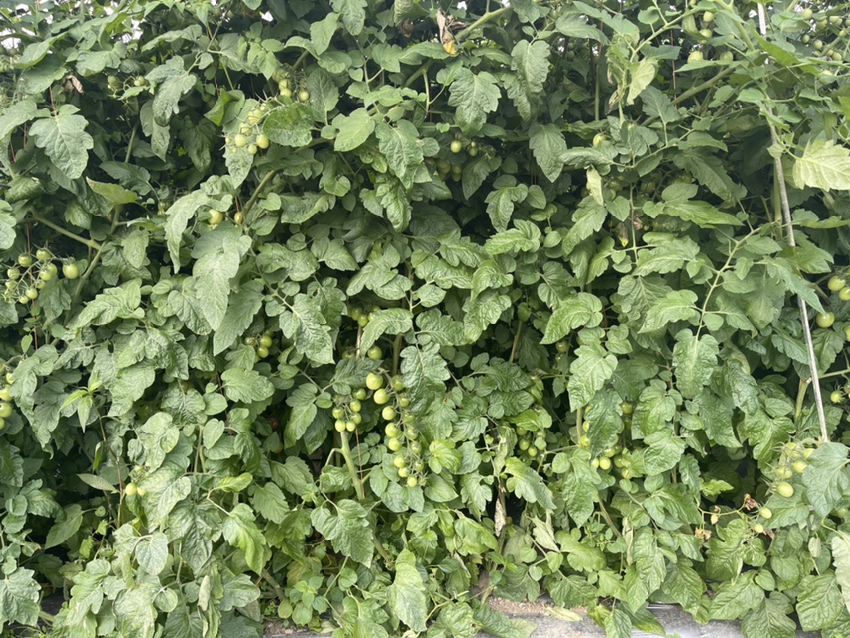 一张高清特写图展示红润饱满的千禧圣女果,排列整齐地挂在藤蔓上,背景为阳光透过绿叶洒落的效果 千禧圣女果特写