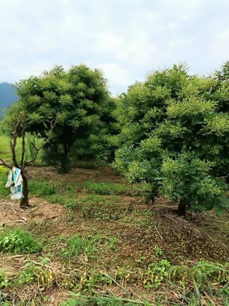 嫁接国槐苗，金槐嫁接苗，槐树嫁接苗