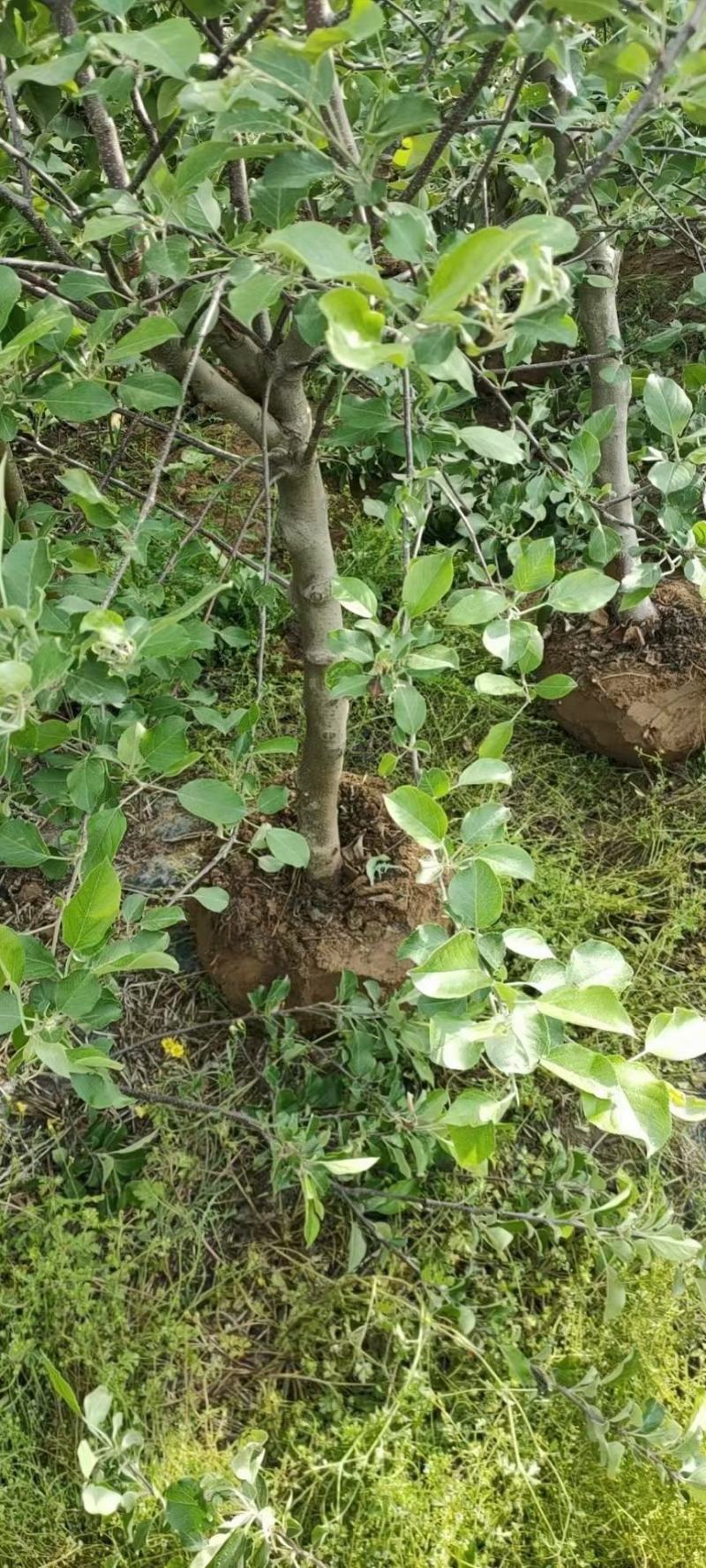 5公分精品苹果树