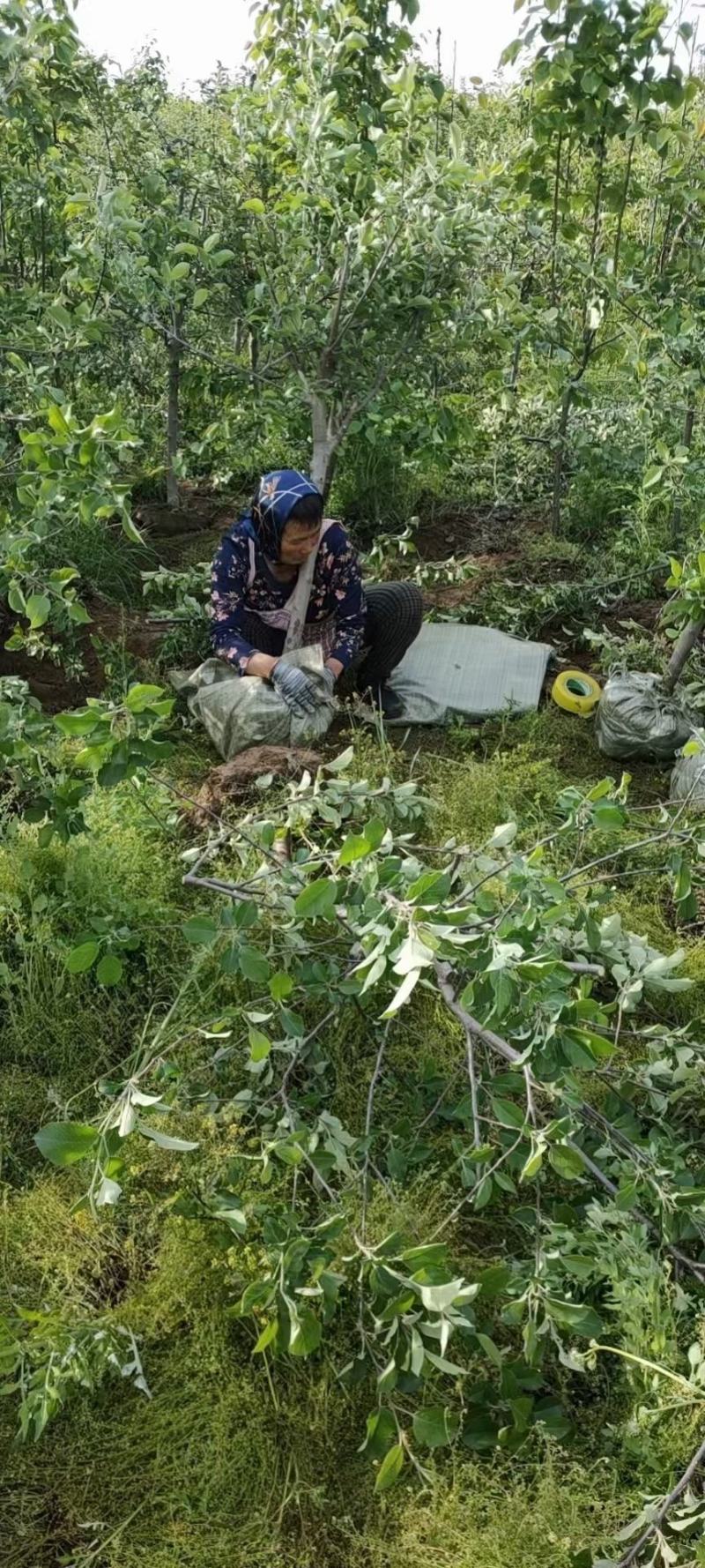 5公分精品苹果树